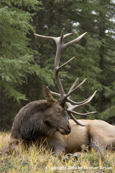 Rocky Mountain bull elk bedded (sleeping).