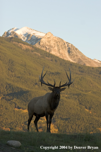 Rocky Mountain bull elk in habitat.