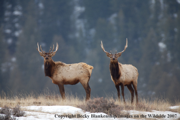 Rocky Mountian Elk Herd