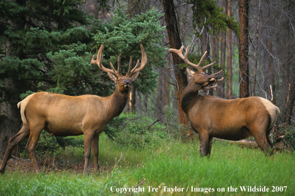 Rocky Mountain Elk in the velvet