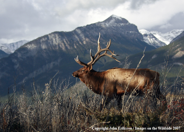 Rocky Mountain Elk 