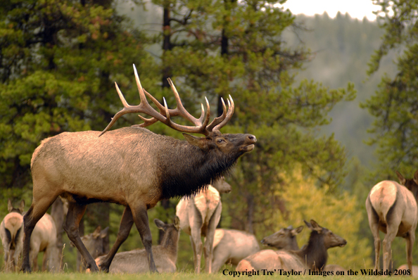 Rocky Mountain Elk in habitat