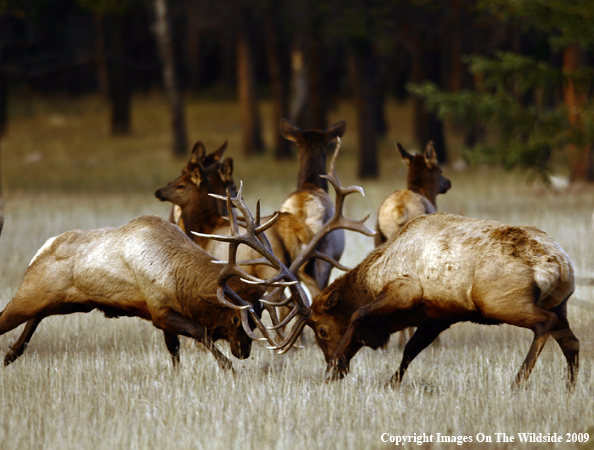 Bull Elk Fighting