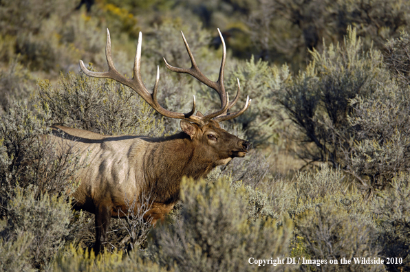 Large Rocky Mountain bull elk.