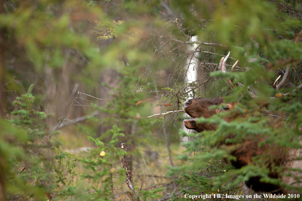 Rocky Mountain Bull Elk bugling. 