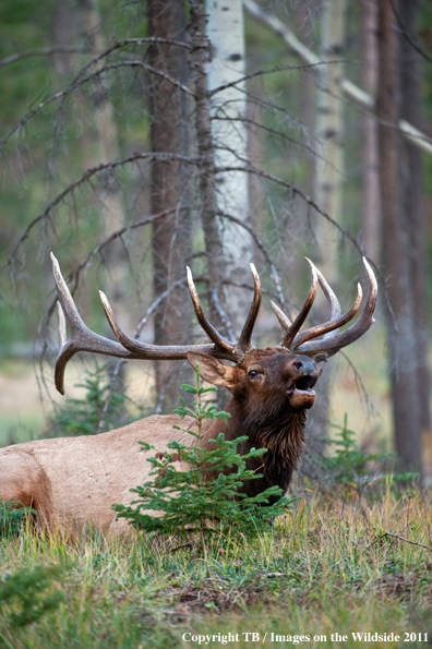 Bull elk bugling. 