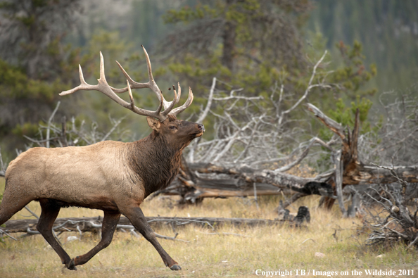 Rocky Mountain bull elk in habitat. 