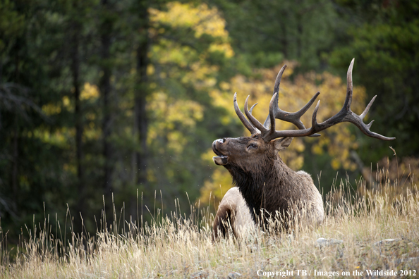 Bull elk bugling. 