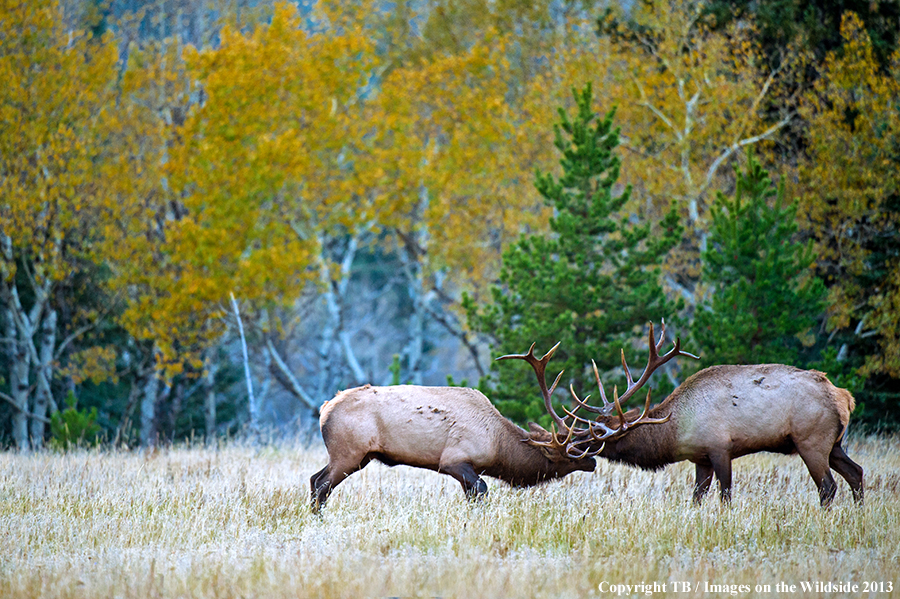 Bull elk fighting.