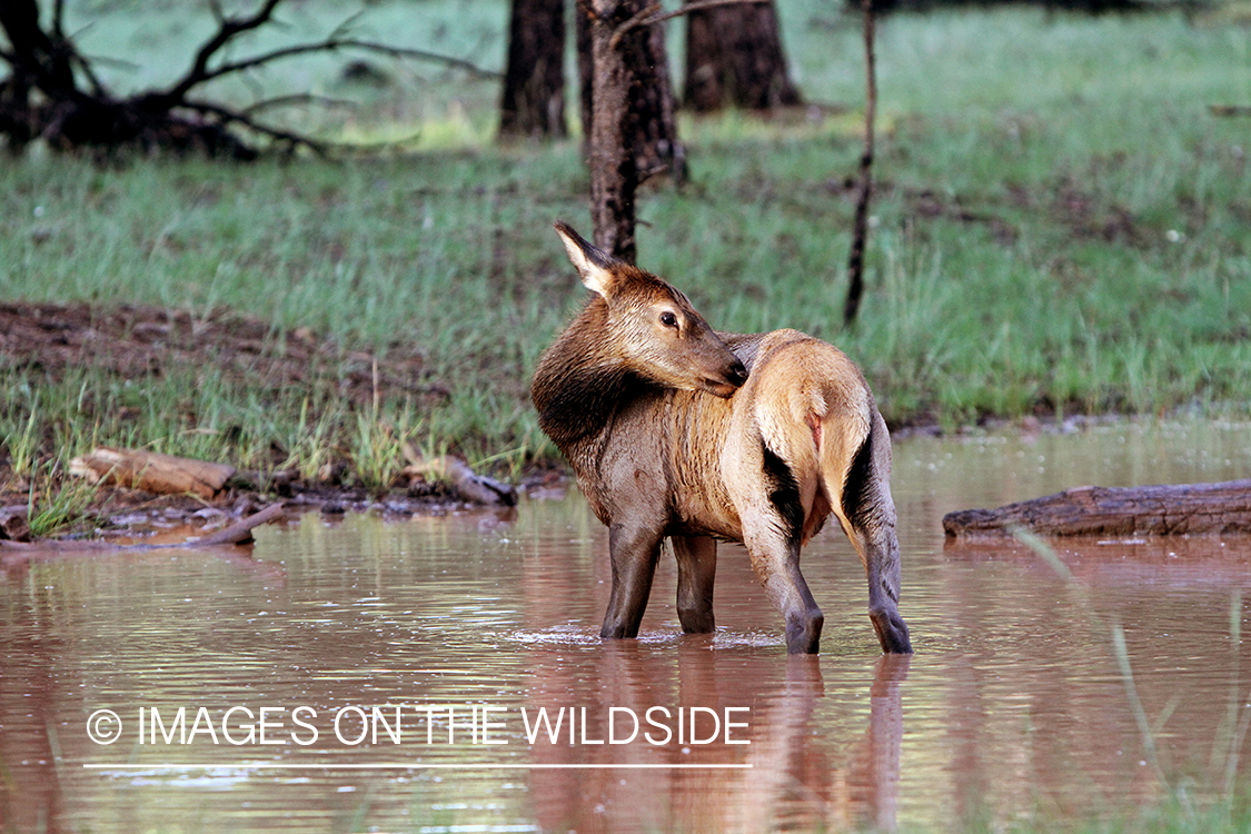 Rocky Mountain Elk calf in habitat.