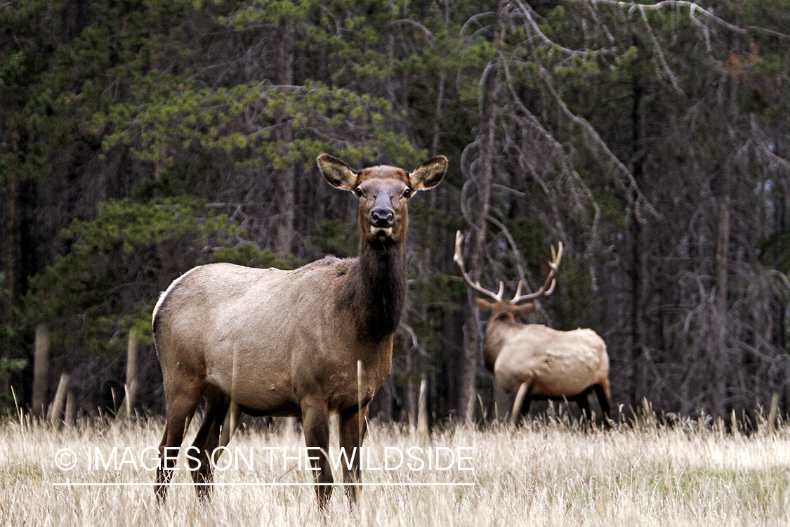 Rocky Mountain Bull Elk with cow during the rut.