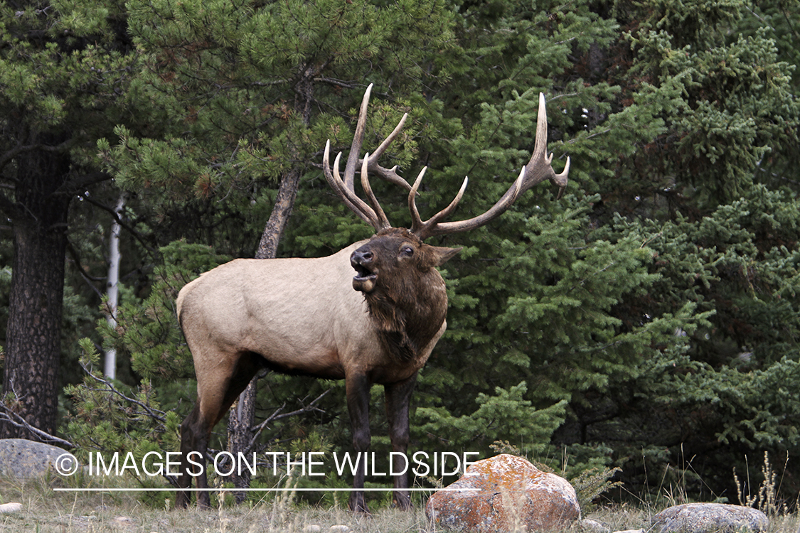 Rocky Mountain Bull Elk bugling in habitat.