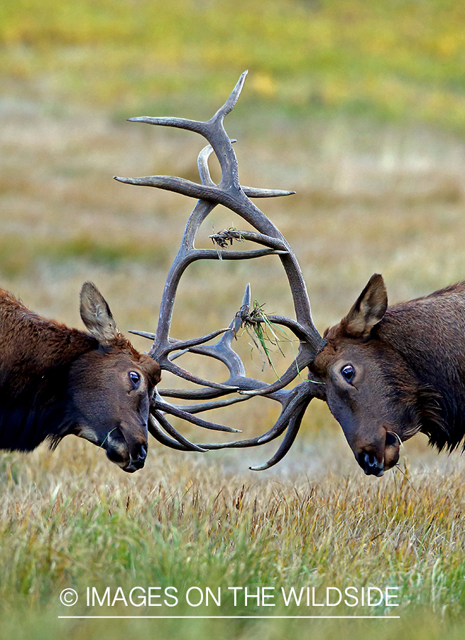 Bull elk sparring in field.