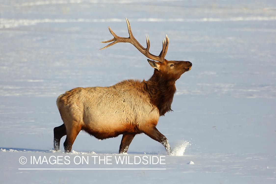 Bull elk in snow.