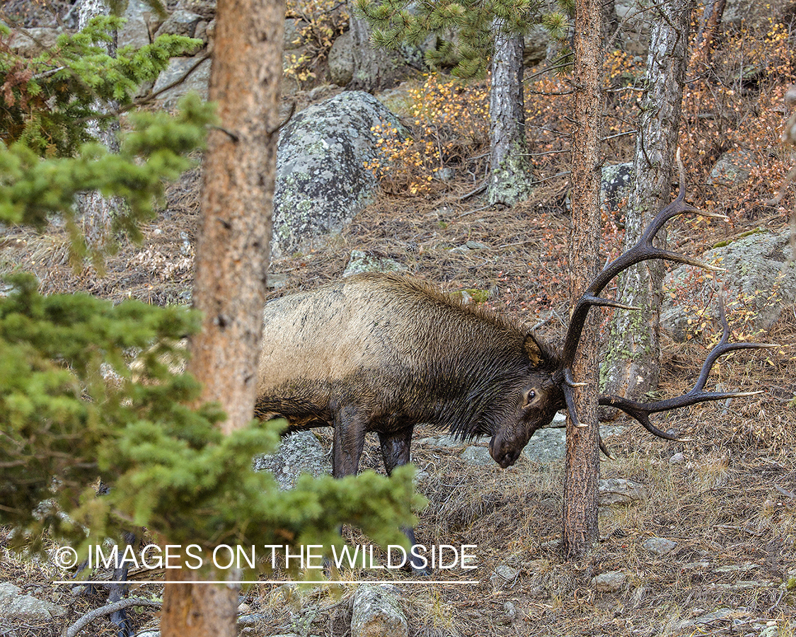 Bull elk making scrape.