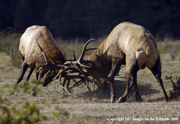 Roosevelt bull elk species.