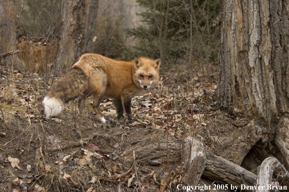 Red fox in habitat.