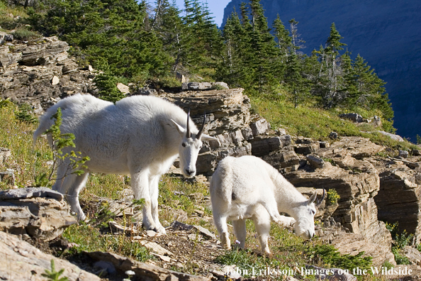 Rocky Mountain goat with young in habitat.