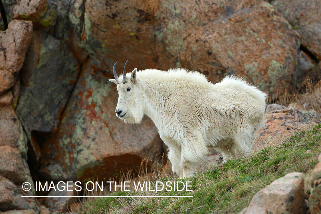 Rocky Mountain Goat.