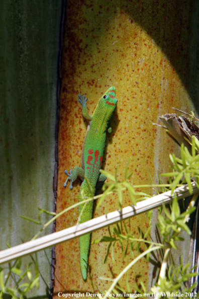 Gold dust day gecko on vegetation, Hawaii. 