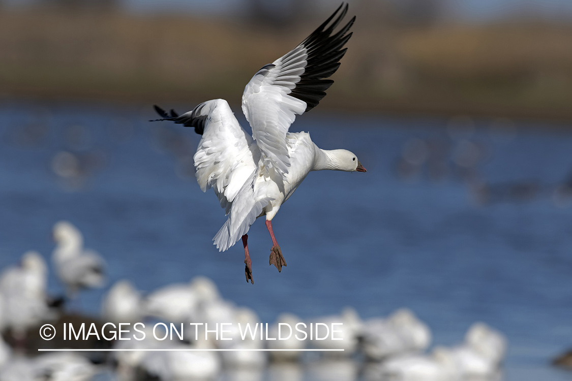 Ross's goose in flight.