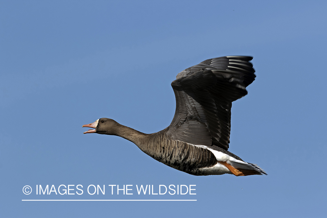 White-fronted goose in flight.