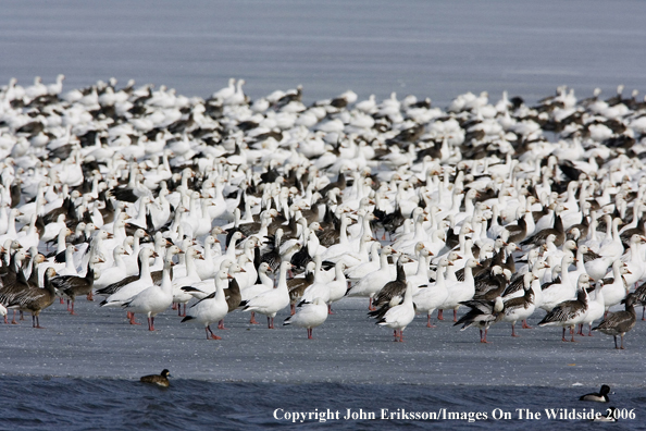 Snow geese in habitat.