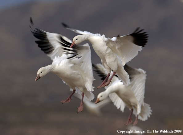 Snow Geese Flying