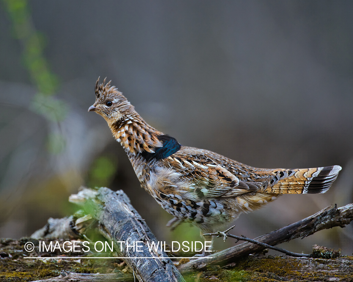 Ruffed Grouse.