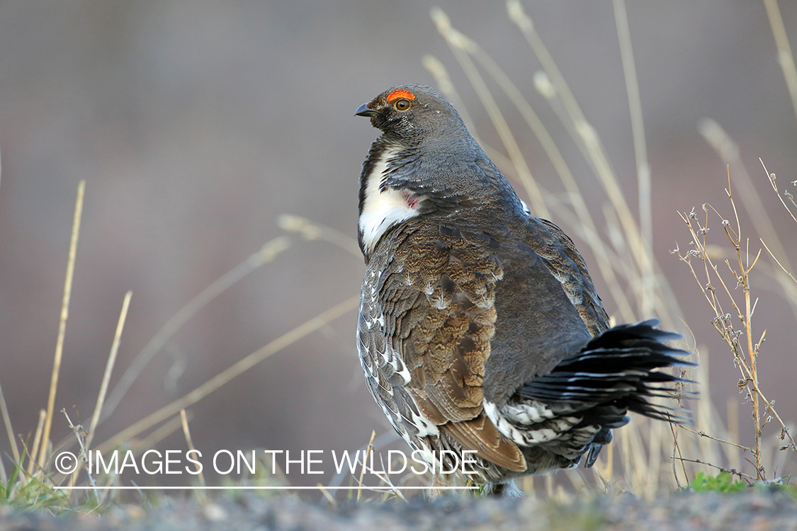 Dusky Grouse