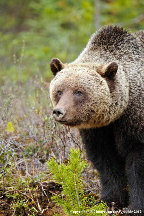 Grizzly Bear in habitat.