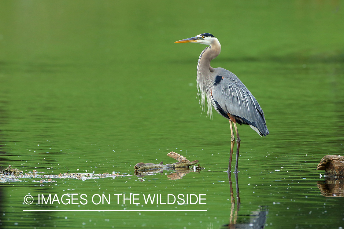 Great Blue Heron in water. 