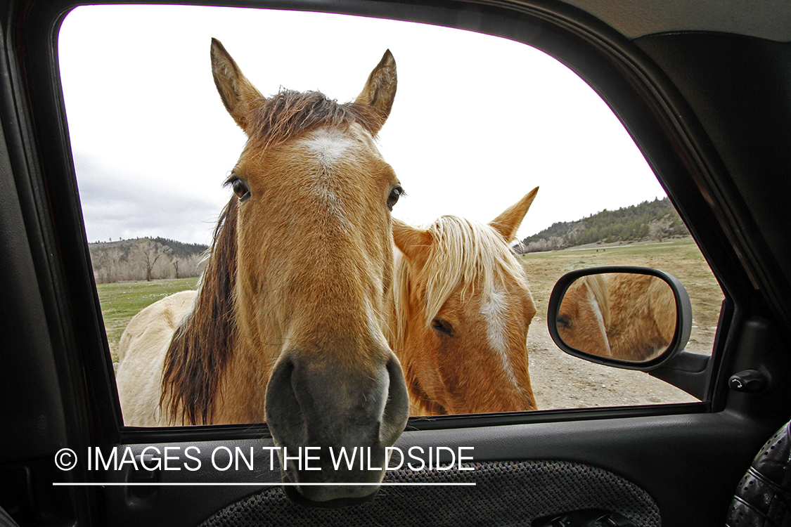 Horse poking head in truck window.