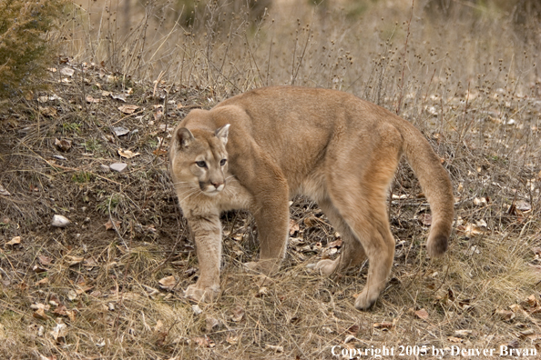 Mountain lion in habitat.