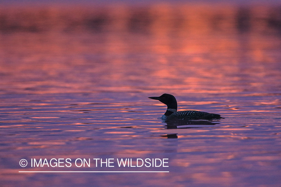 Common Loon at sunset.