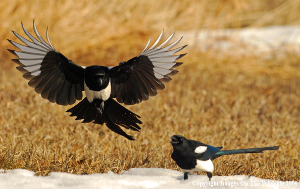 Magpie birds in field