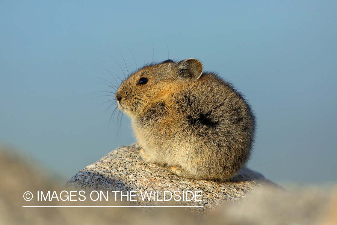 Pika in habitat.