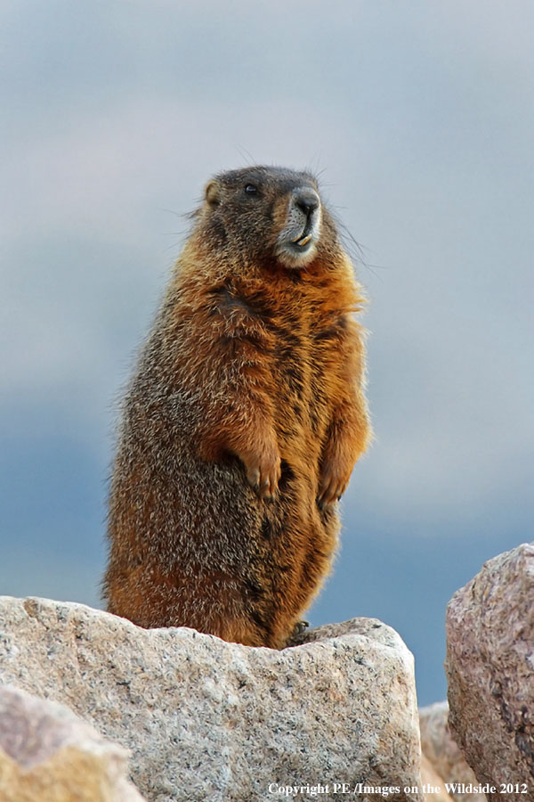 Yellow-bellied marmot in habitat.