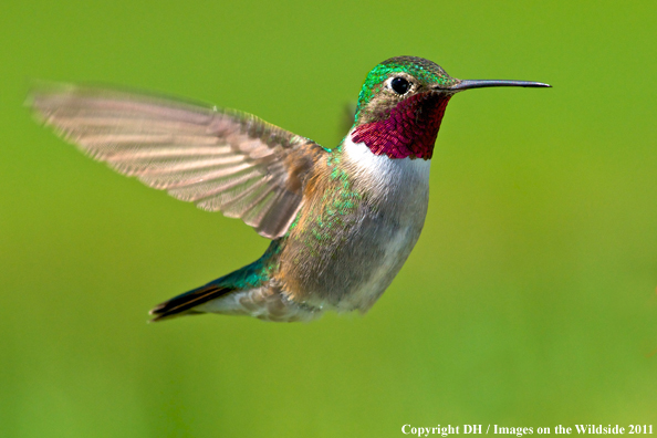 Broad-tailed hummingbird in habitat. 