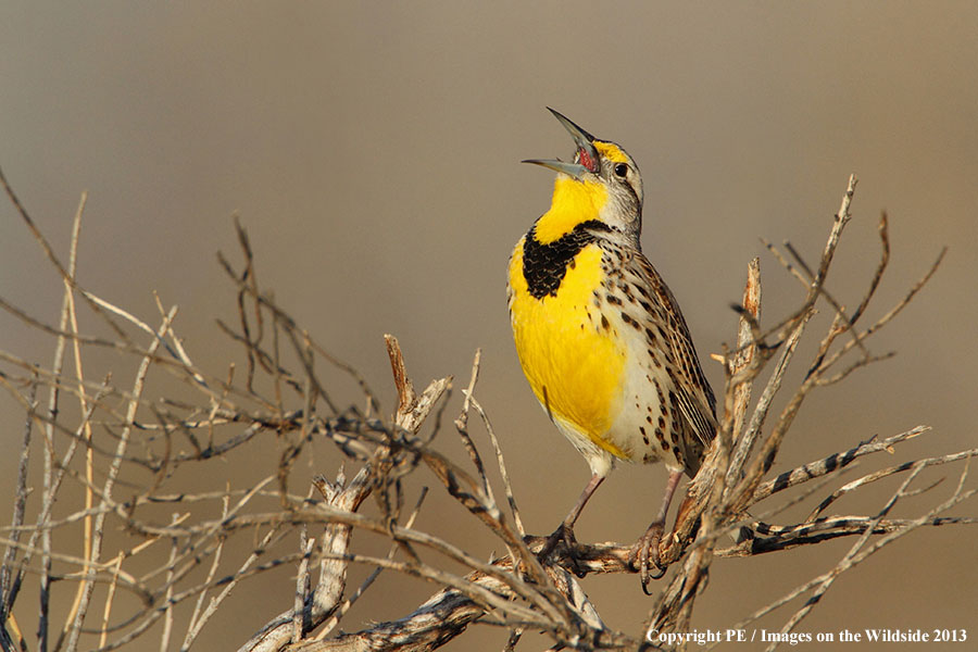 Western Meadowlark singing in habitat.