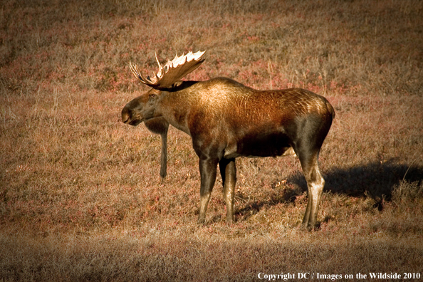 Alaskan bull moose in habitat. 