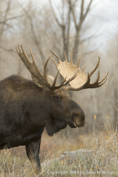 Shiras bull moose in Rocky Mountains.