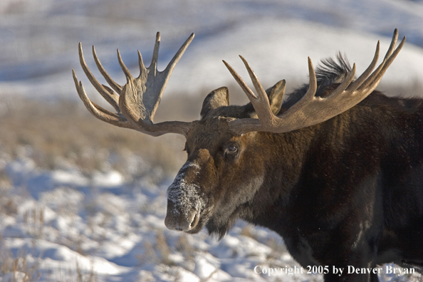 Shiras bull moose in habitat.