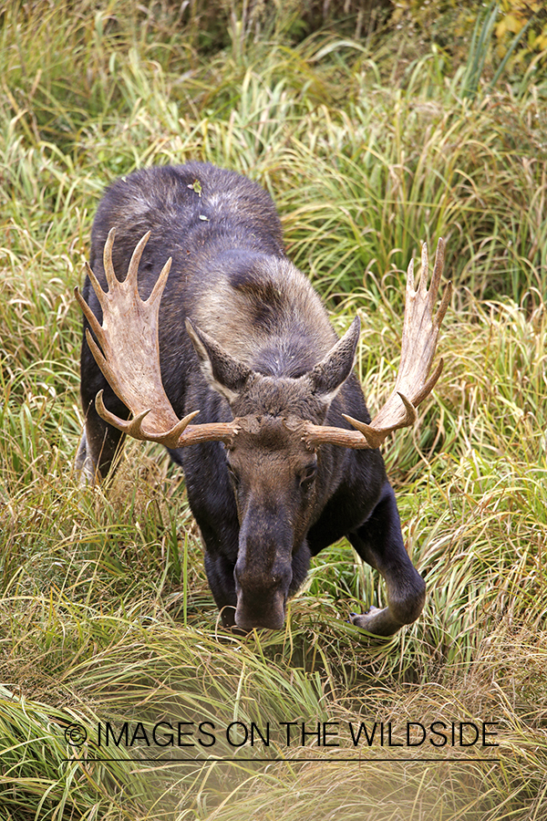 Shiras bull moose in habitat.