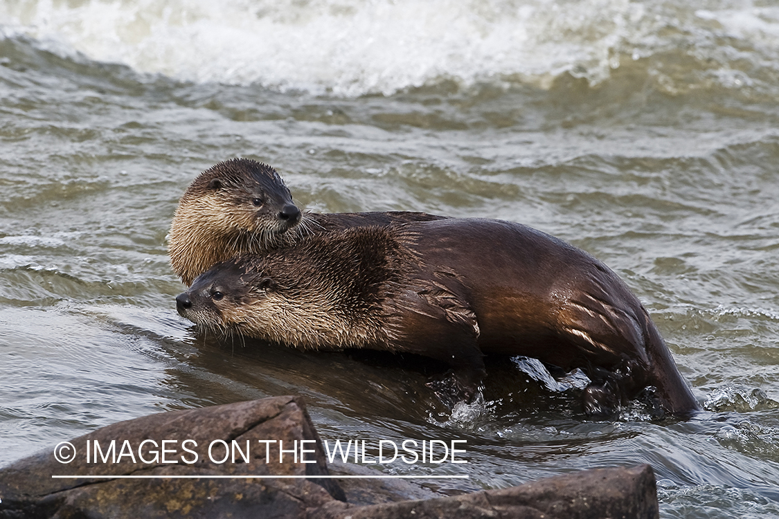 River otters in habitat.