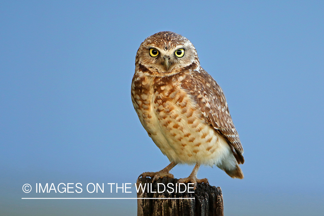 Burrowing Owl