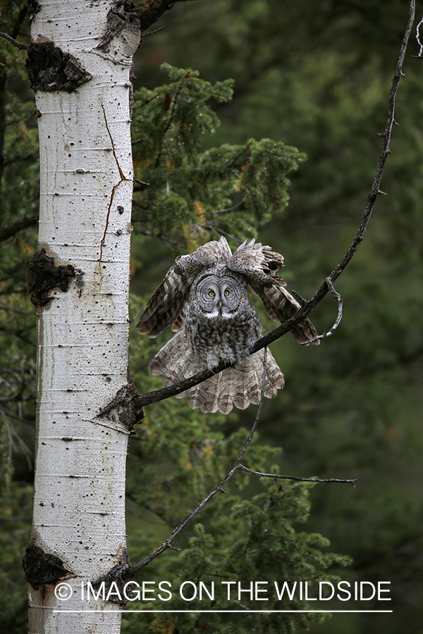 Great Gray Owl