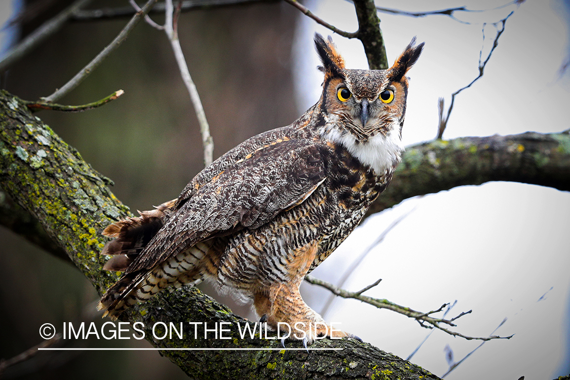 Great Horned Owl perched on tree.