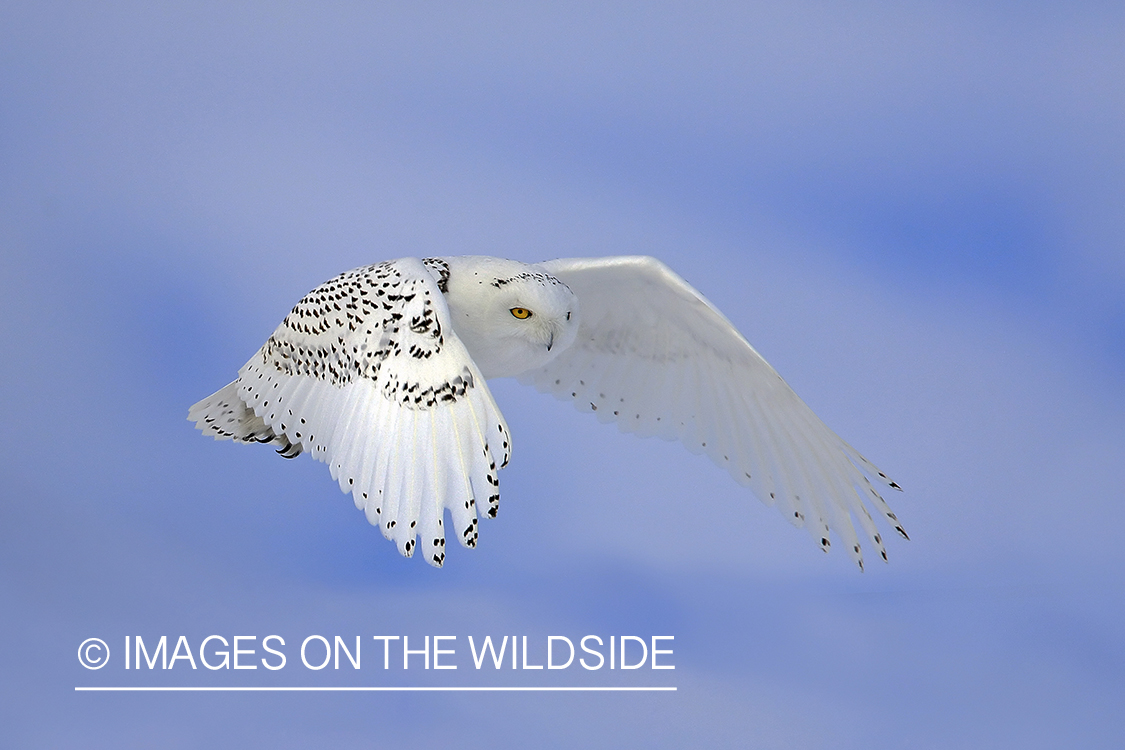 Snowy Owl in flight.