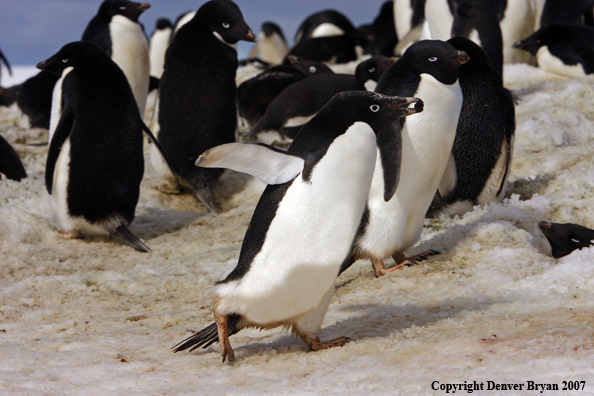 Adelie Penguin in habitat